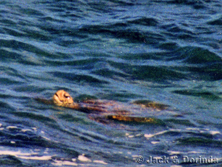 Prince Kuhio Turtle